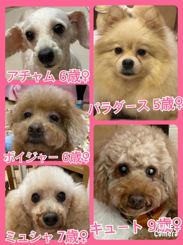 🐾今日の里親様募集中ワンコ🐶メンバーです🐾2021,10,4